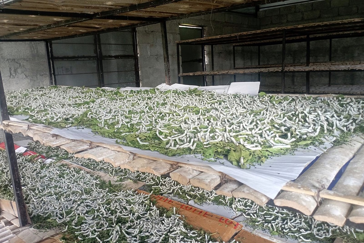 ज्यामिस्वाँरामा व्यावसायिक रेशम कीराको खेती